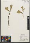 Foto von Salix sitchensis Sanson ex Bong.